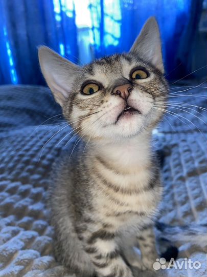 Котенок мальчик