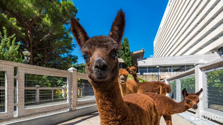 Сотрудник зоопарка (г. Ялта)