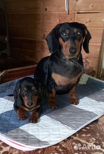 Девочка 3мес.гст