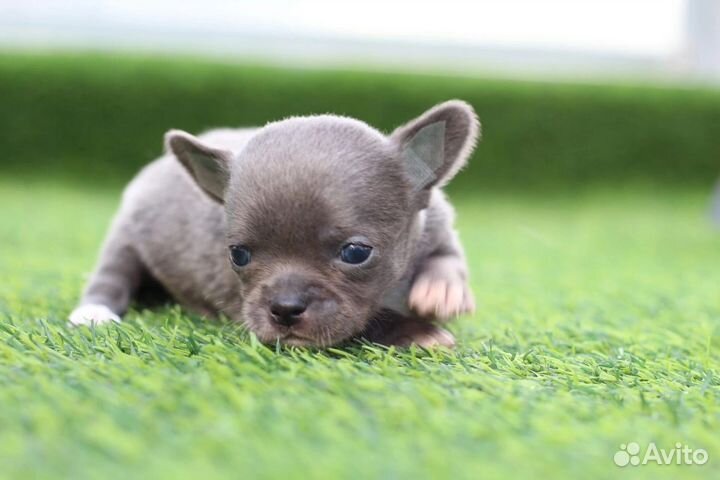 Чихуахуа мини