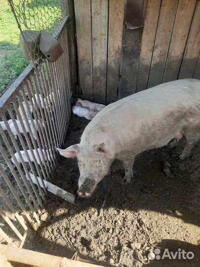 Продаю поросят