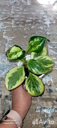 Комнатные цветы добавлены цветочки