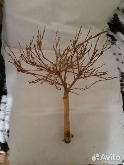 Сухое дерево мандарина