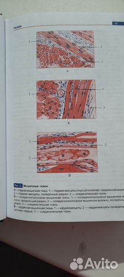 Атлас анатомии человека самусев