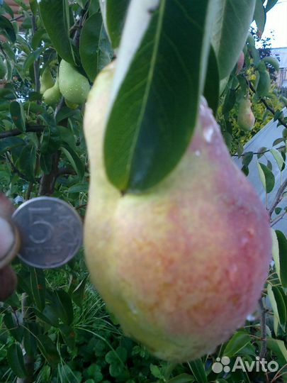 Черенки плодовых деревьев для прививки