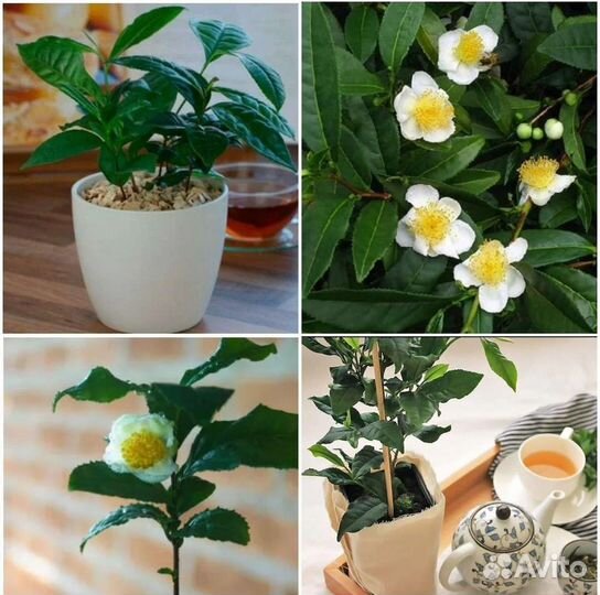 Чай,Бадьян,Кунжут чёрный семена