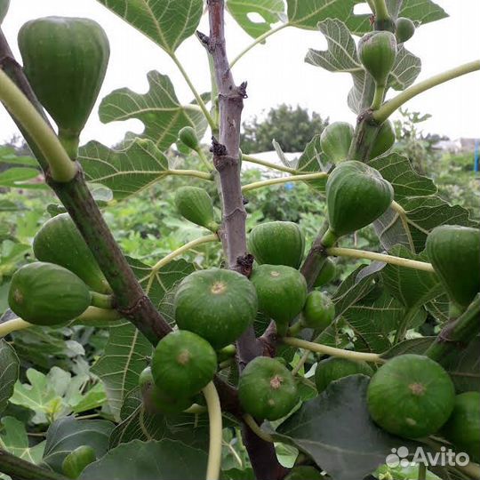 Саженцы черенки инжира. Самый урожайный инжир