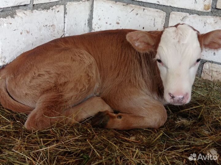 Телёнок бычок родился 12.04.2024г