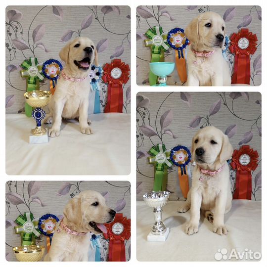 Щенки лабрадора. Все окрасы. Питомник