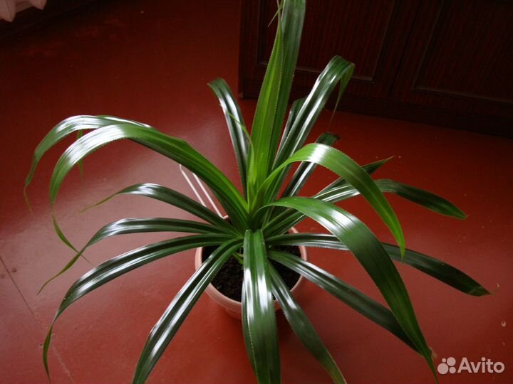 Панданус (Винтовая пальма)