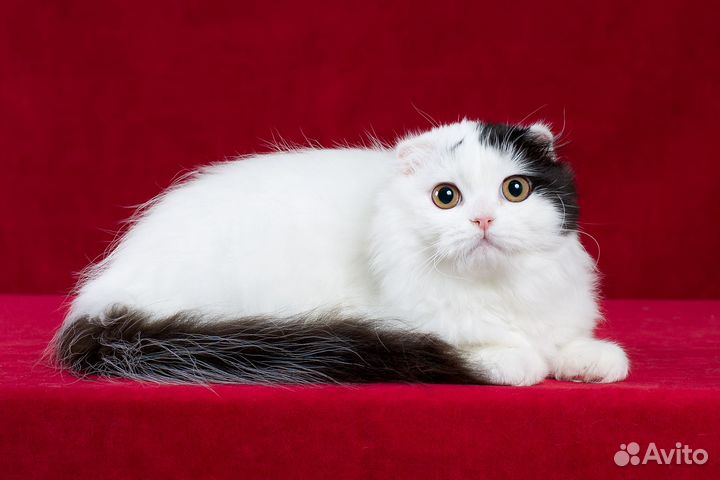Шотландский котенок. Мальчик