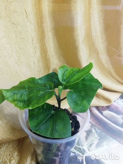 Черенки сортового гибискуса Russian Volcano