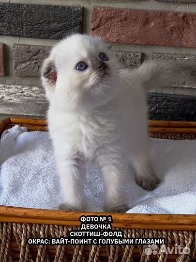 Шотландские котята