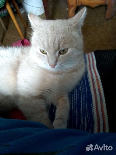 Кот ищет невесту