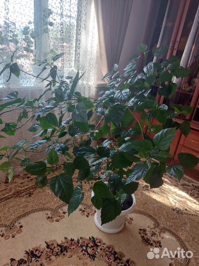 Гибискус китайская роза