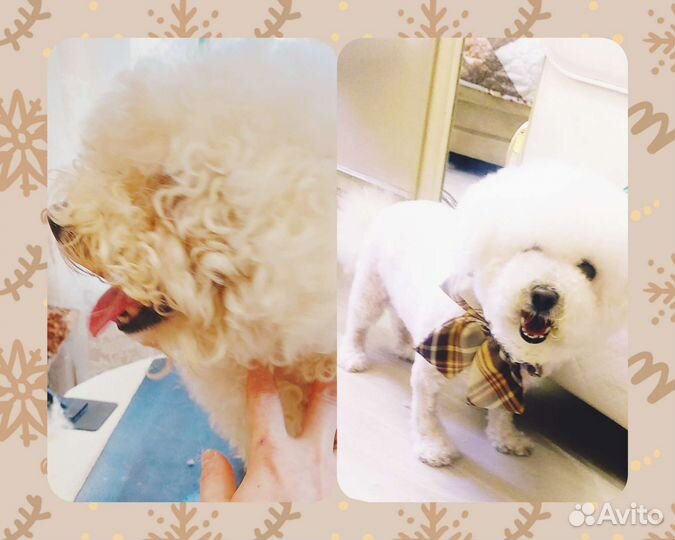 Груминг стрижка собак мелких пород