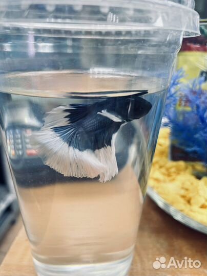 Рыба петушок