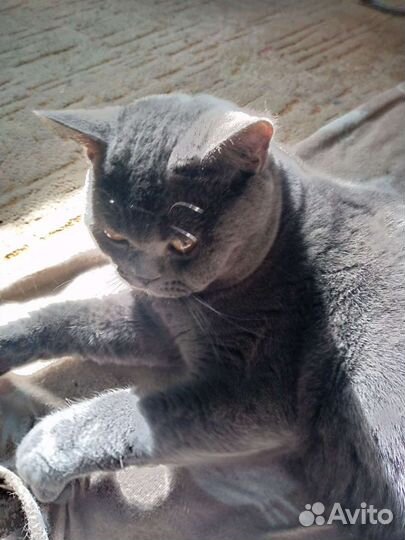 Британец, котик