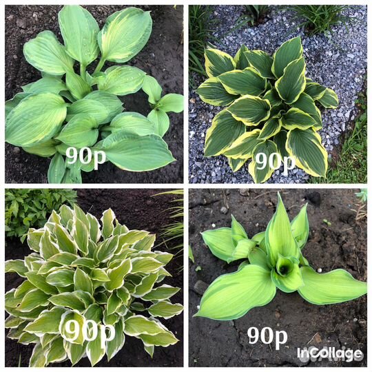 Садовые многолетние цветы, растения