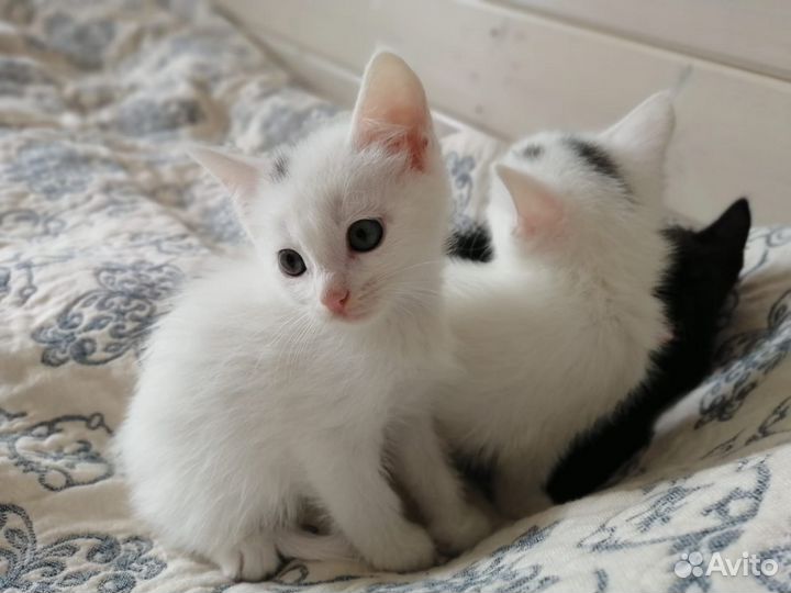 Котята турецкой ангоры