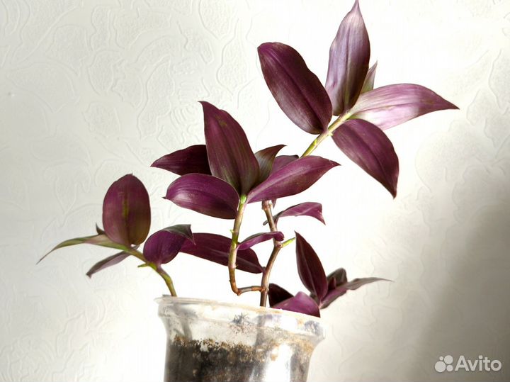 Традесканция комнатные растения