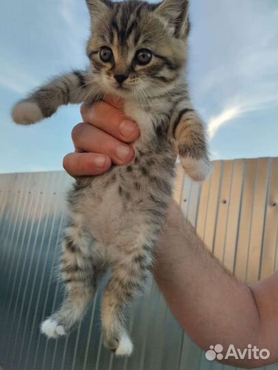 Кошка в дар бесплатно