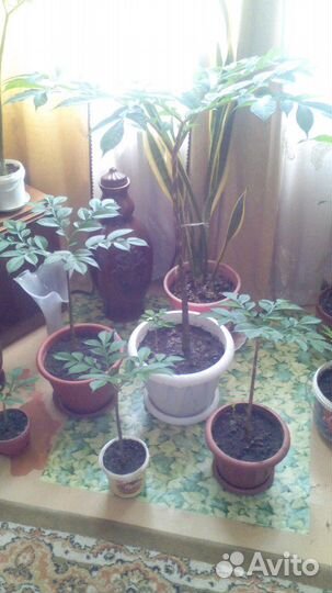 Пальма Аморфофаллиус- коньяк