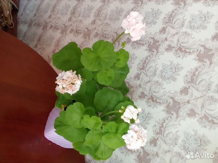 Герань пеларгония белая,розебутная красная