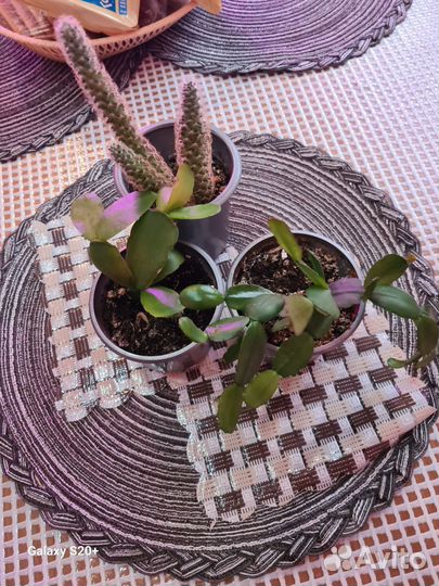 Белопероне, фуксии, сингониум