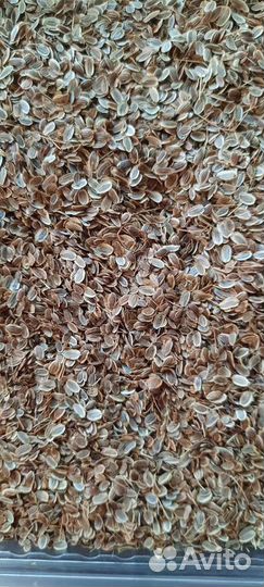 Семена укропа