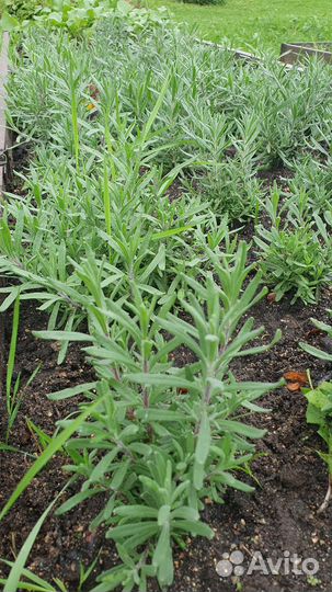 Лаванда саженцы