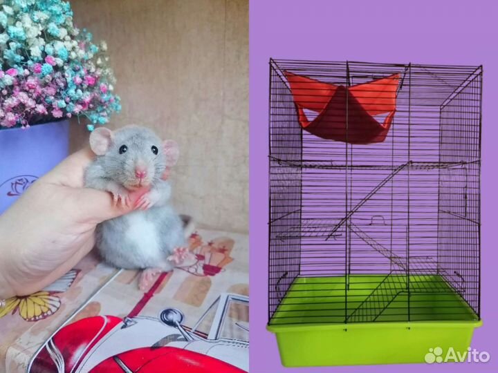 Крыса Дамбо, клетка, редкий окрас, крысята