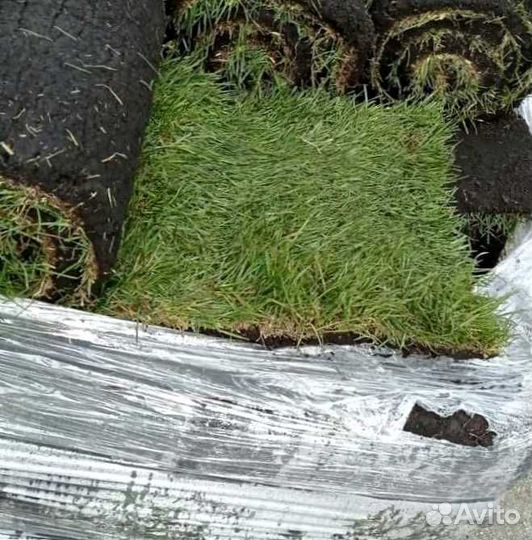 Газон, укладка рулонного газоны