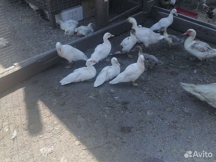 Утка стар 53