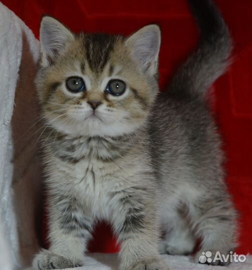 Британцы. Очень красивые