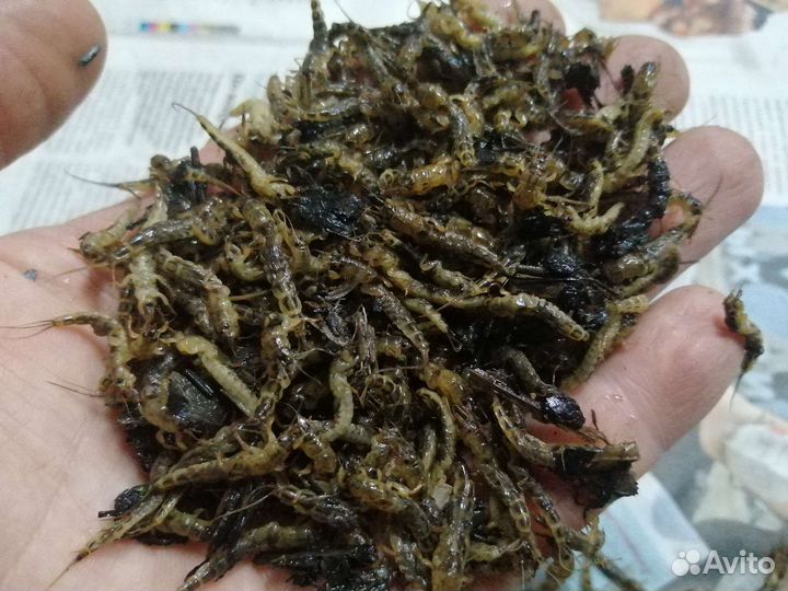 Живец карася