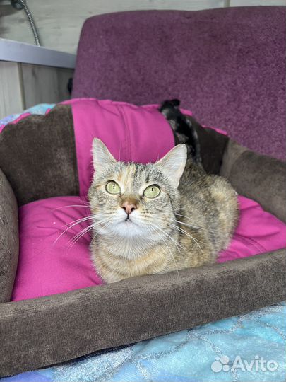 Спасите Сироту