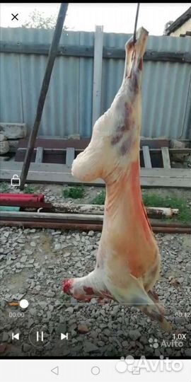 Бараны и козы на садака и на мясо