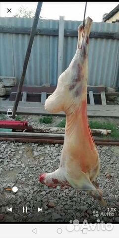 Бараны и козы на садака и на мясо