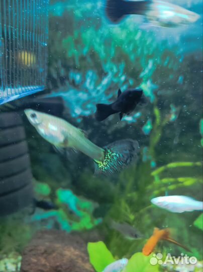 Мальки гуппи