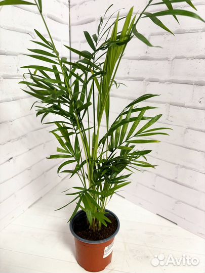 Пальма Хамедорея Элеганс