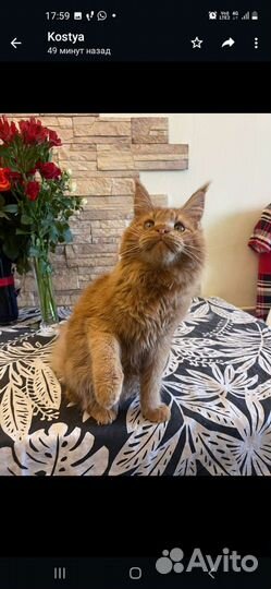 Котик мейн кун 5 месяцев