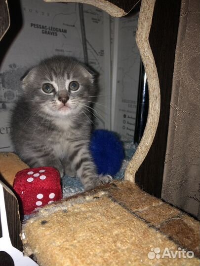 Котята сибирской кошки