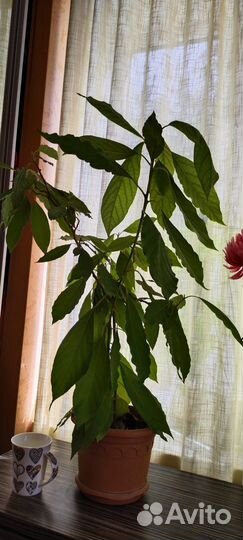 Авокадо, деревце