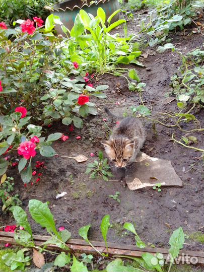 Котенок в добрые руки