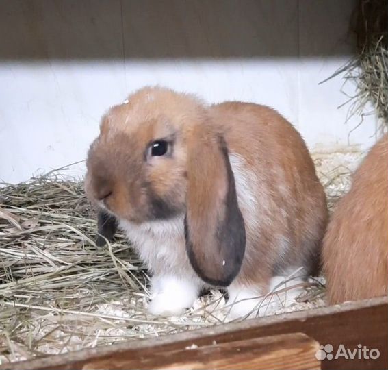 Крольчата NHD/ Mini Lop
