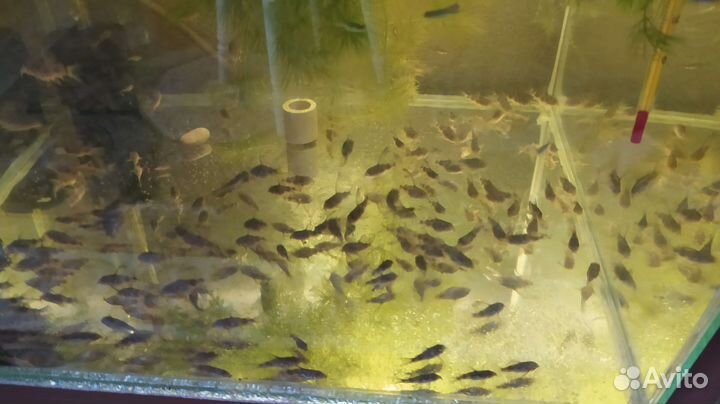 Аквариумные рыбки