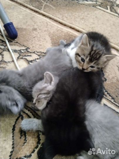 Кошки в добрые руки