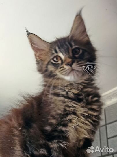 Котята мейн-кун полидакт