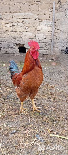 Молодые петухи